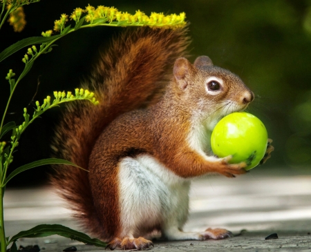 :-) - apple, animal, cute, andre villenueve, squirrel, fruit, veverita, food, mar, green