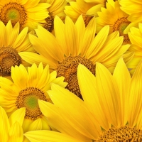 sunflowers