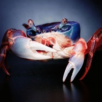 maryland blue crab