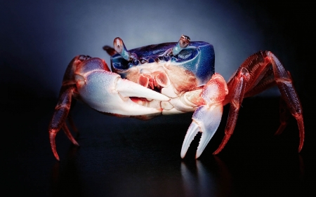 maryland blue crab - maryland, crab, animal, blue