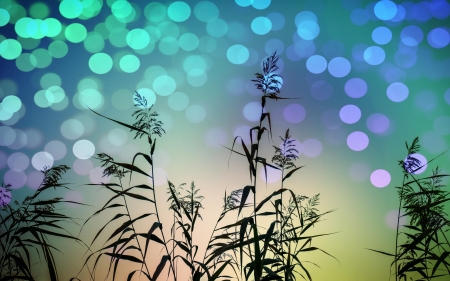 Reed plant - Grass, Lights, Colors, Nature, Plant