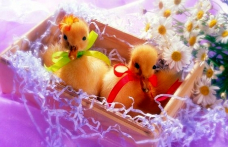 Easter - ducks, baby, box, easter, daisy