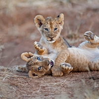 Cute Lion Cub Siblings Playing