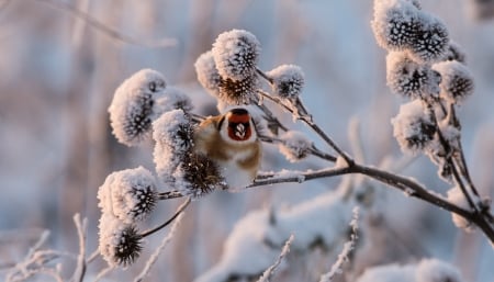 Black - headed goldfinch - winter, goldfinch, snow, spring