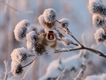 Black - headed goldfinch