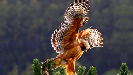 Red Hawk - animal, wings, trunk, red hawk