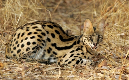 Serval - animal, fur, cat, wild