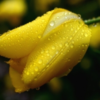 Yellow Tulips