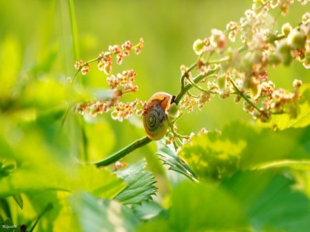 Snail in the Sun - twig, branches, snai, plant