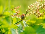 Snail in the Sun