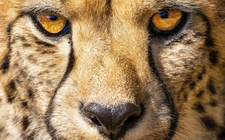 Cheetah - skin, face, eyes, animal, ghepard, cheetah