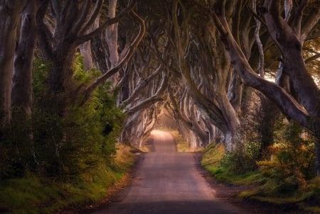 Streets Of Ireland - photograph, streets, ireland, tree, line