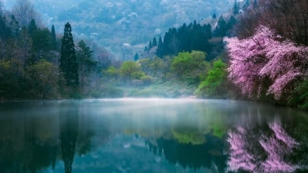 Spring time at the lake - reflections, lake, trees, nature