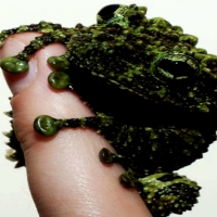 Vietnamese Mossy Frog