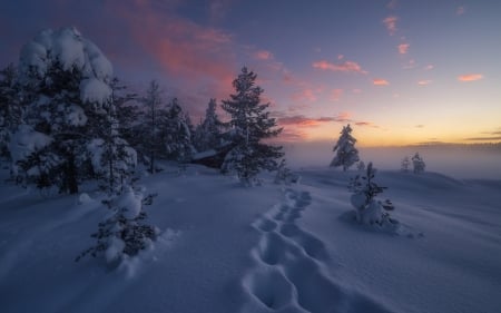 Winter Sunset - nature, forests, snow, winter, sunset