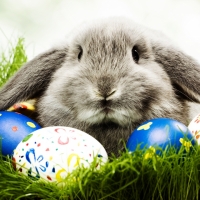 Cute Easter Bunny