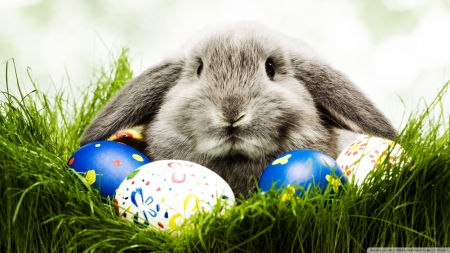 Cute Easter Bunny - eggs, easter, cute, bunny, with