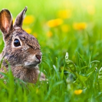 Cute Easter Bunny