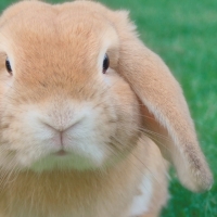 Cute Easter Bunny