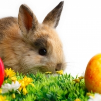 Easter Bunny With Eggs