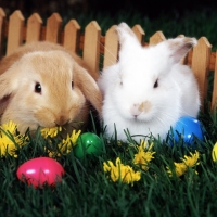 Cute Easter Bunnies with Easter Eggs