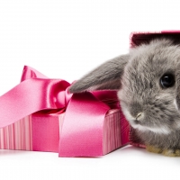 Cute Bunny as An Easter Gift