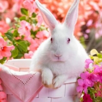 Easter Bunny