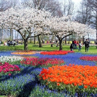 Flower Park in Japan