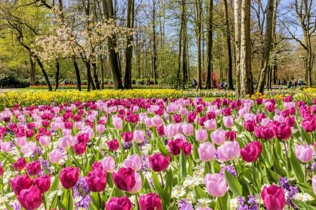 Spring Flowers - blossoms, trees, tulips, daffodils, colors