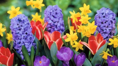 Colors of Spring - blossoms, garden, tulips, flowers, hyacinths, daffodils