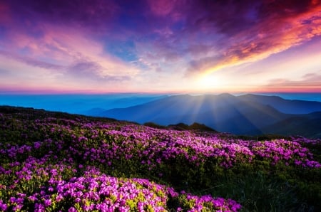 Lovely Sunset Over Flowers - flowers, sky, sunset, clouds