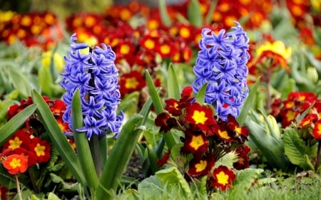 Spring Season - flowers, hyacinths, blossoms, garden, colors, primula