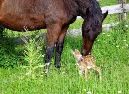 Mare Adopted Fawn As Her Own - Grass, Fence, Adopted, Mare, Fawn