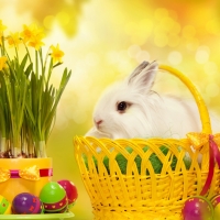 Happy Easter Bunny