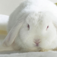 Cute White Easter Bunny