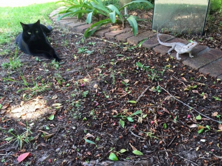 CAT AND LIZARD - image, lizard, cat, animals