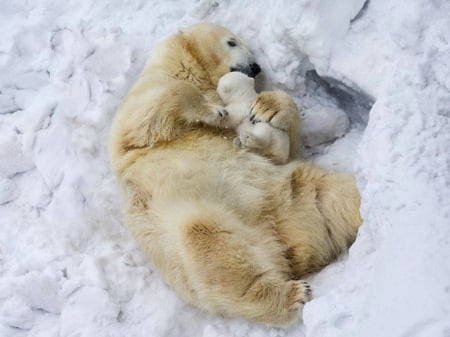 MOTHER AND CUB - MOTHER, IMAGE, ANIMALS, CUBS