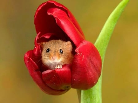 MOUSE IN TULIP - nature, image, tulip, mouse