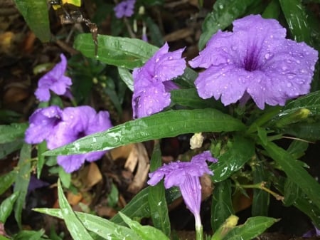 RUELLA FLOWERS AFTER RAIN - IMAGE, NATURE, FLOWERS, PRETTY