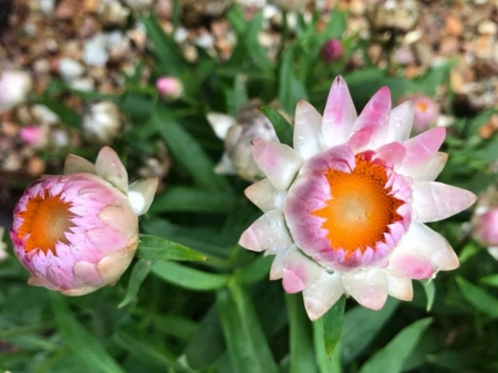 STRAW FLOWERS - nature, image, flowers, pretty