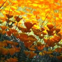 Poppy Field