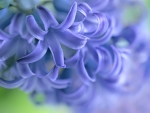 Hyacinth