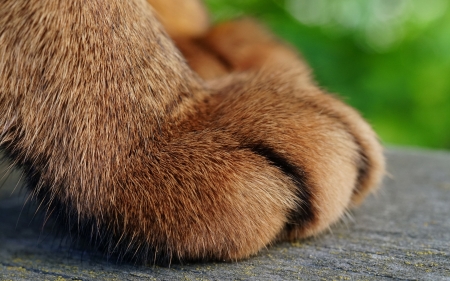 Paw - pisici, paw, brown, cat