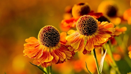 orange flower - flowers, nature, photography, orange, cool