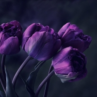 purple tulips