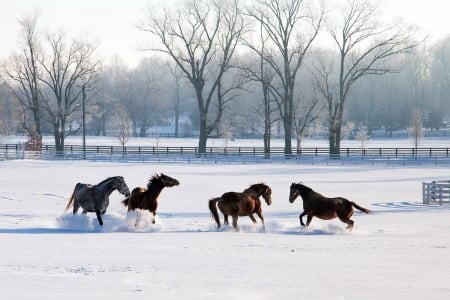 Horses Playing Tag - horses, fence, trees, snow, winter, field, playing