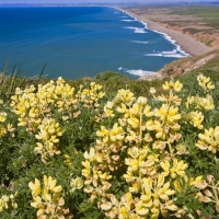 Ocean Coast