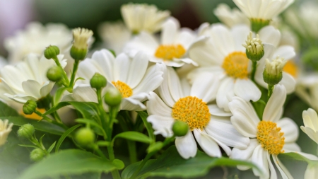 Daisies - freshness, buds, beautiful, summer, daisies, garden, spring