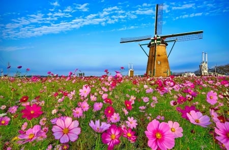 Windmill - beautiful, windmill, flowers, meadow, cosmea