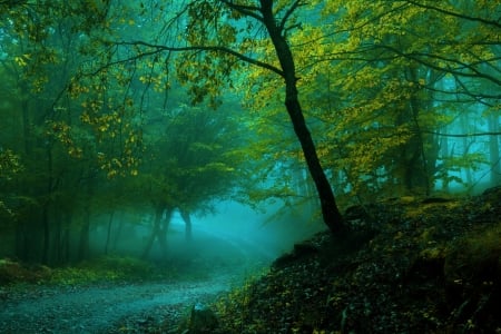 Fog In Forest